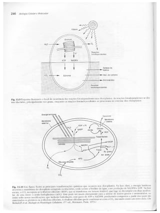 Junqueira &amp; carneiro   biologia celular e molecular