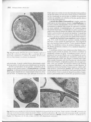 Junqueira &amp; carneiro   biologia celular e molecular
