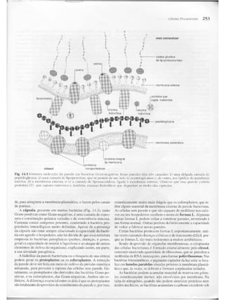 Junqueira &amp; carneiro   biologia celular e molecular