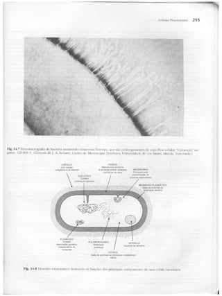 Junqueira &amp; carneiro   biologia celular e molecular