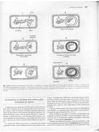 Junqueira &amp; carneiro   biologia celular e molecular