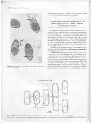 Junqueira &amp; carneiro   biologia celular e molecular