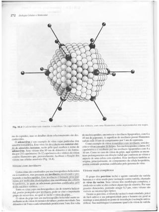 Junqueira &amp; carneiro   biologia celular e molecular