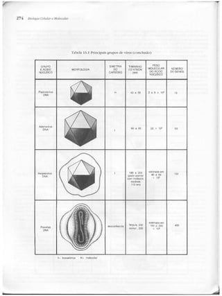 Junqueira &amp; carneiro   biologia celular e molecular