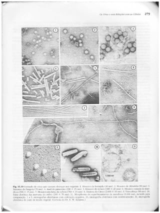Junqueira &amp; carneiro   biologia celular e molecular