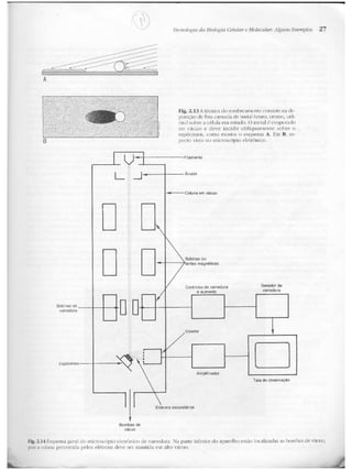 Junqueira &amp; carneiro   biologia celular e molecular