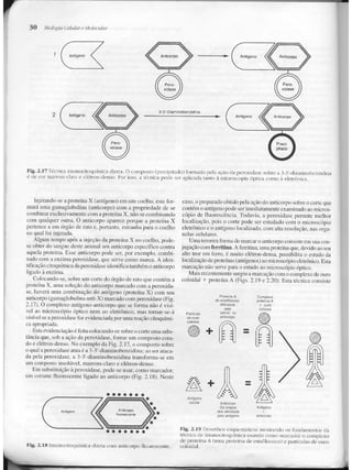 Junqueira &amp; carneiro   biologia celular e molecular