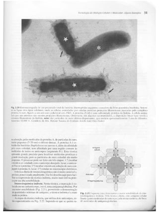 Junqueira &amp; carneiro   biologia celular e molecular