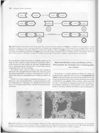 Junqueira &amp; carneiro   biologia celular e molecular