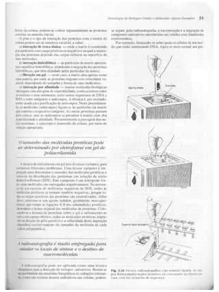 Junqueira &amp; carneiro   biologia celular e molecular