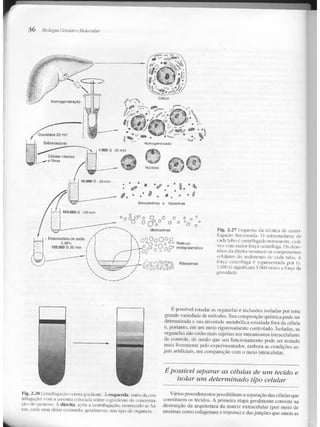 Junqueira &amp; carneiro   biologia celular e molecular