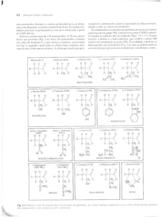 Junqueira &amp; carneiro   biologia celular e molecular