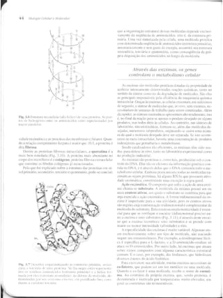 Junqueira &amp; carneiro   biologia celular e molecular