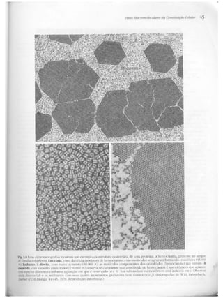 Junqueira &amp; carneiro   biologia celular e molecular