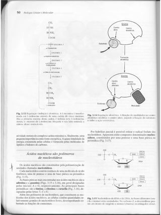 Junqueira &amp; carneiro   biologia celular e molecular