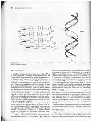 Junqueira &amp; carneiro   biologia celular e molecular