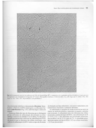 Junqueira &amp; carneiro   biologia celular e molecular