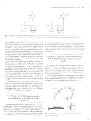 Junqueira &amp; carneiro   biologia celular e molecular