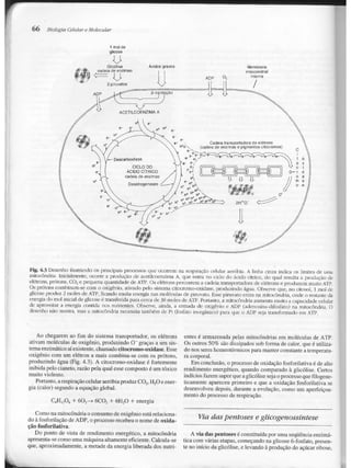 Junqueira &amp; carneiro   biologia celular e molecular