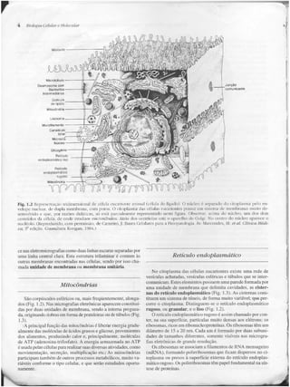 Junqueira &amp; carneiro   biologia celular e molecular