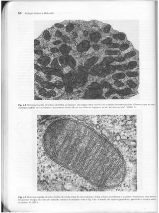 Junqueira &amp; carneiro   biologia celular e molecular