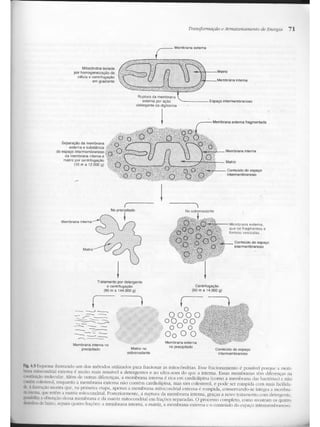 Junqueira &amp; carneiro   biologia celular e molecular