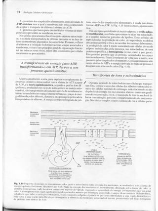 Junqueira &amp; carneiro   biologia celular e molecular
