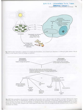 Junqueira &amp; carneiro   biologia celular e molecular