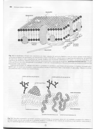 Junqueira &amp; carneiro   biologia celular e molecular