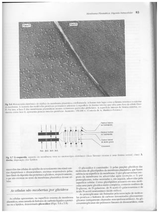 Junqueira &amp; carneiro   biologia celular e molecular