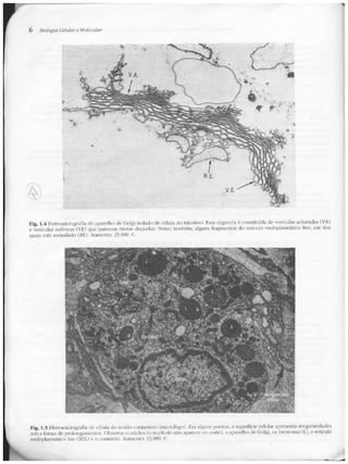 Junqueira &amp; carneiro   biologia celular e molecular