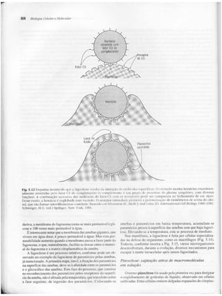 Junqueira &amp; carneiro   biologia celular e molecular