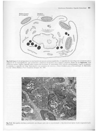 Junqueira &amp; carneiro   biologia celular e molecular
