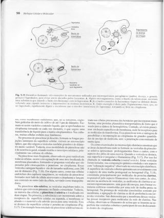 Junqueira &amp; carneiro   biologia celular e molecular