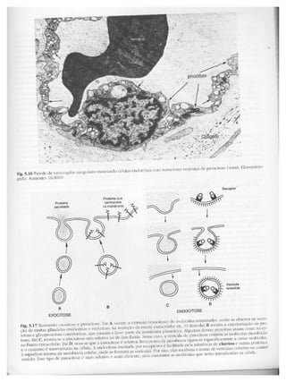 Junqueira &amp; carneiro   biologia celular e molecular