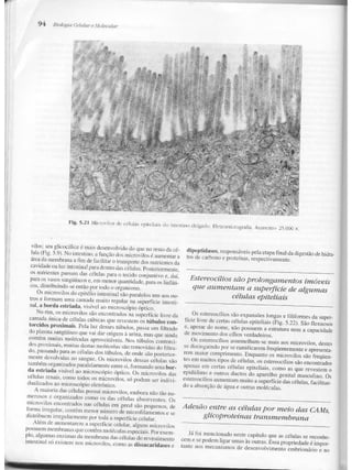 Junqueira &amp; carneiro   biologia celular e molecular