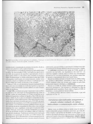 Junqueira &amp; carneiro   biologia celular e molecular