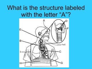 What is the structure labeled with the letter “A”? 