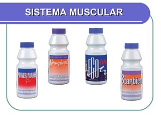SISTEMA MUSCULAR 