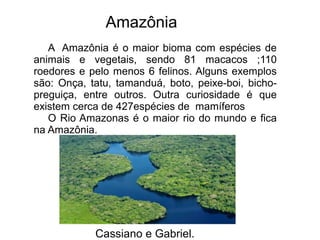 Amazônia
Cassiano e Gabriel.
A Amazônia é o maior bioma com espécies de
animais e vegetais, sendo 81 macacos ;110
roedores e pelo menos 6 felinos. Alguns exemplos
são: Onça, tatu, tamanduá, boto, peixe-boi, bicho-
preguiça, entre outros. Outra curiosidade é que
existem cerca de 427espécies de mamíferos
O Rio Amazonas é o maior rio do mundo e fica
na Amazônia.
 