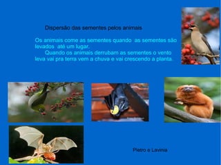Dispersão das sementes pelos animais
Os animais come as sementes quando as sementes são
levados até um lugar.
Quando os animais derrubam as sementes o vento
leva vai pra terra vem a chuva e vai crescendo a planta.
Pietro e Lavinia
 