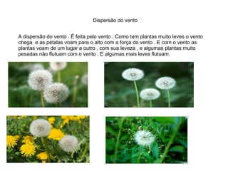 Dispersão do vento
A dispersão do vento . É feita pelo vento . Como tem plantas muito leves o vento
chega e as pétalas voam para o alto com a força do vento . E com o vento as
plantas voam de um lugar a outro , com sua leveza , e algumas plantas muito
pesadas não flutuam com o vento . E algumas mais leves flutuam.
 