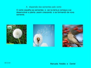 05/12/18
A dispersão das sementes pelo vento
O vento espalha as sementes e cai na terra,e começa a se
desenvolver a planta ,assim crescendo e se formando de nova
semente.
Manuela Natália e Daniel
 