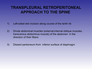 TRANSPLEURAL RETROPERITONEAL 
APPROACH TO THE SPINE 
1) Left-sided skin incision along course of the tenth rib 
2) Divide abdominal muscles (external,internal oblique muscles, 
transversus abdominus muscle) of the abdomen in the 
direction of their fibers 
3) Dissect peritoneum from inferior surface of diaphragm 
 