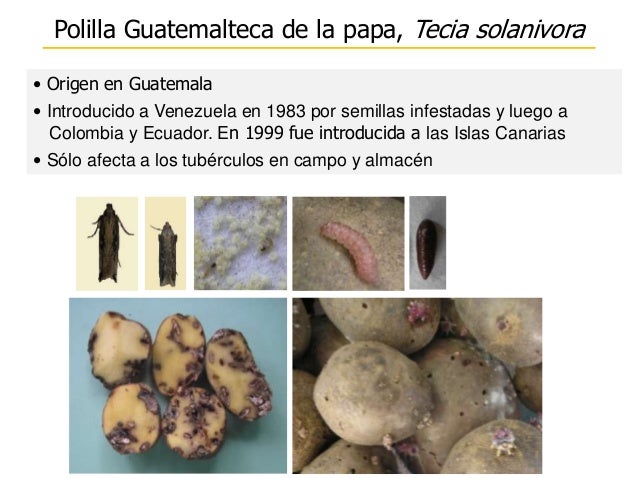 Resultado de imagen de polilla guatemalteca de la papa tecia solanivora