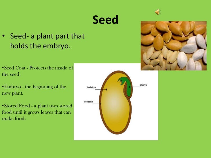 Jurica eded3308 plant life cycle [autosaved]