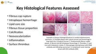 journal reading neurotrauma about microcirculation | PPTX