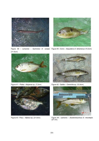 Figura 39 - Lampreia - Gymnotus cf. carapo    Figura 40 - Corro – Aequidens cf. tetramerus (10,3cm)
(11,5cm)




Figura 41 – Piaba - Astyanax sp. (7,2cm).     Figura 42 - Sabão – Crenichla sp. (12,4cm).




Figura 43 - Pacu – Myleus sp. (21,4cm).       Figura 44 - cachorra – Acestrorhynchus cf. microlepis
                                              (27 cm).




                                             101
 