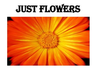 JUST FLOWERS 