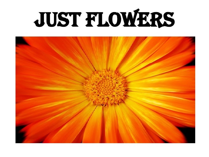 Just Flowers